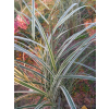 Miskant chiński Variegatus-Miscanthus sinensis