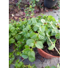 Tojeść rozesłana-Lysimachia nummularia