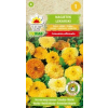 Nagietek lekarski