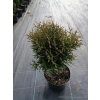 Żywotnik zachodni Hoseri - Thuja occidentalis