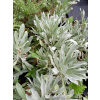 Smagliczka górska - Alyssum montanum