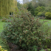 Irga Simonsa - Cotoneaster simonsii