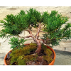 Jałowiec chiński Shimpaku-Juniperus chinensis