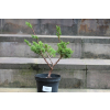 Jałowiec chiński Shimpaku - Juniperus chinensis 0081