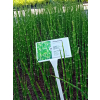 Skrzyp zimowy - Equisetum hyemale