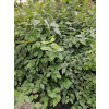 Grab pospolity-Carpinus betulus