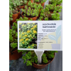 Rozchodnik kamczacki - Sedum kamtschaticum var. ellacombianum Rozchodnik kamczacki - Sedum kamtschaticum var. ellacombianum