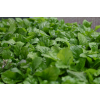 Dąbrówka rozłogowa Gold Chang - Ajuga reptans