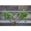 Jałowiec chiński Shimpaku - Juniperus chinensis 0083
