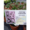 Zawciąg nadmorski Glory of Holland - Armeria maritima