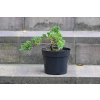 Jałowiec rozesłany Nana - Juniperus procumbens 0021