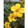Pięciornik krzewiasty Goldfinger-Potentilla fruticosa