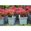 Berberys Thunberga Ruby Star - Berberis thunbergii