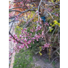 Judaszowiec kanadyjski-Cercis canadensis