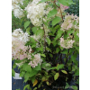 Hortensja bukietowa Grandiflora-Hydrangea paniculata