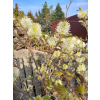Fotergilla olszolistna Suzanne-Fothergilla gardenii