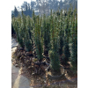 Taxus baccata Kazimierz Nowak