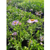 Aster tongolski-Aster tongolensis