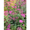 Tawuła japońska Neon Flash-Spiraea japonica