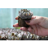 Rojnik ogrodowy Aquila - Sempervivum hybridum Rojnik ogrodowy Aquila - Sempervivum hybridum