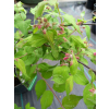 Kolkwicja chińska Rosea-Kolkwitzia amabilis