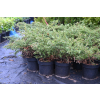 Jałowiec pospolity Repanda - Juniperus communis