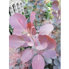 Perukowiec podolski Royal Purple-Cotinus coggygria