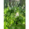 Funkia zielona-Hosta