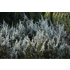 Jałowiec skalny Moonglow - Juniperus scopulorum