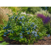 Borówka Sapphire - Vaccinium