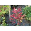 Trzmielina oskrzydlona Rudy Haag-Euonymus alatus