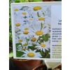 Jastrun wielki Silberprinzesschen - Luecanthemum maximum Nanus