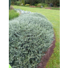 Jałowiec płożący Blue Chip - Juniperus horizontalis