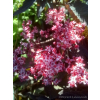 Bez czarny Black Beauty-Sambucus nigra