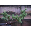 Jałowiec chiński Shimpaku - Juniperus chinensis 0087