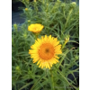 Oman wąskolistny-Inula ensifolia Compacta