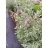 Macierzanka cytrynowa-Thymus x citriodorus Silver King