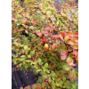 Berberys Thunberga Sunsation-Berberis thunbergii