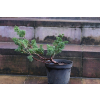 Jałowiec chiński Shimpaku - Juniperus chinensis 0087
