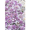 Ubiorek wieczniezielony Pink Ice - Iberis sempervirens