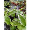 Funkia z białymi obrzeżami-Hosta