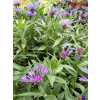 Chaber górski-Centaurea montana
