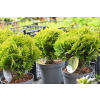 Żywotnik zachodni Mirjam - Thuja occidentalis