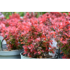 Berberys Thunberga Ruby Star - Berberis thunbergii
