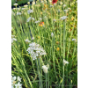 Szczypior czosnkowy - Allium tuberosum