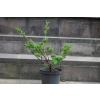 Jałowiec chiński Shimpaku - Juniperus chinensis 0084