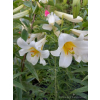 Lilia drzewiasta Forever-Lilium oriental