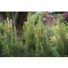 Sosna czarna Green Tower - Pinus nigra
