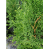 Żywotnik zachodni Malonyana-Thuja occidentalis