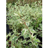 Dereń biały Elegantissima-Cornus alba